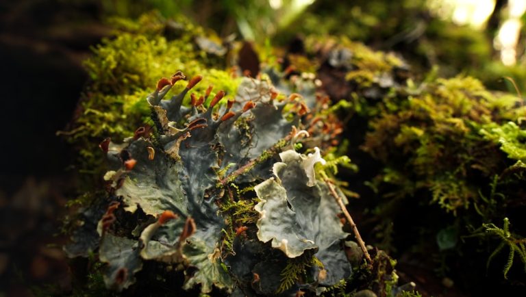 Unleashing the Explorer Within: Embrace Outdoor Adventures Beyond the Beaten Path