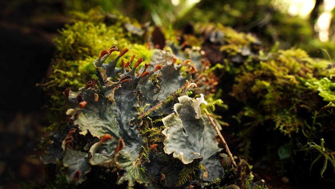 Unleashing the Explorer Within: Embrace Outdoor Adventures Beyond the Beaten Path